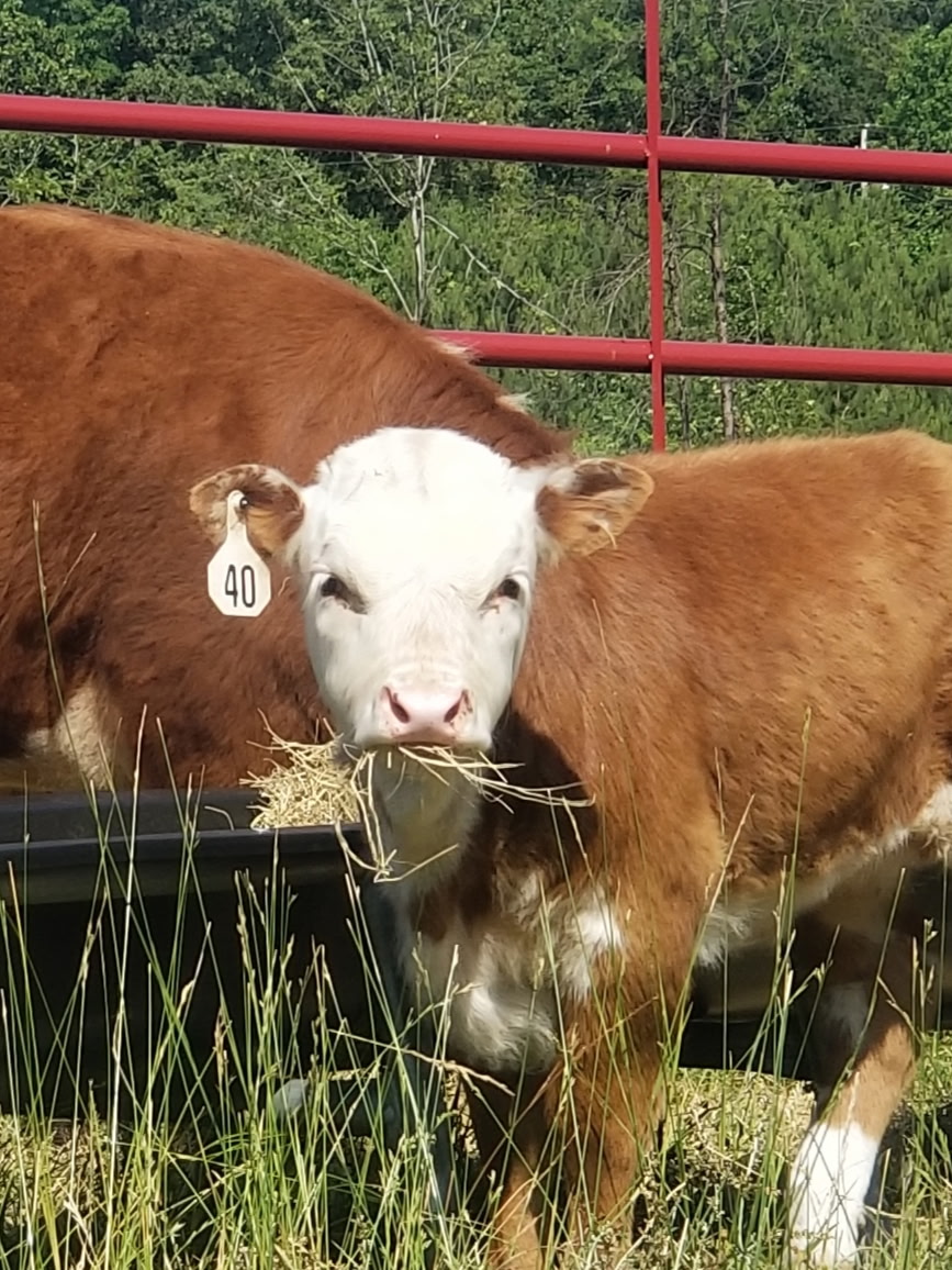 Cattle on pasture at Foothills Farm